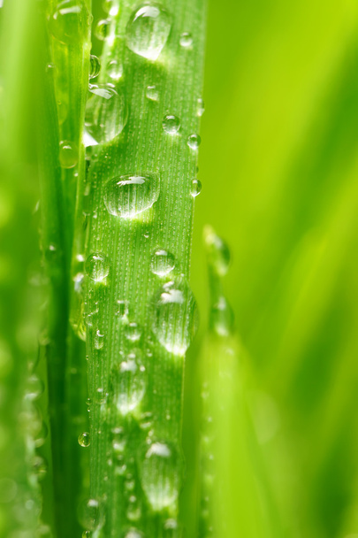 Water drops on grass - Foto, Imagen