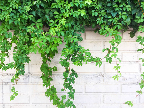 Зеленые ветки и листья на фоне светлой кирпичной стены. Крупный план, фон и текстура
. - Фото, изображение