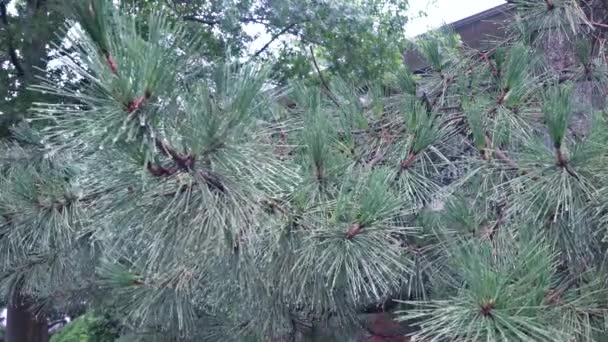 Drzewa w ulewny deszcz ulewny deszcz drzewa Thuja - Materiał filmowy, wideo