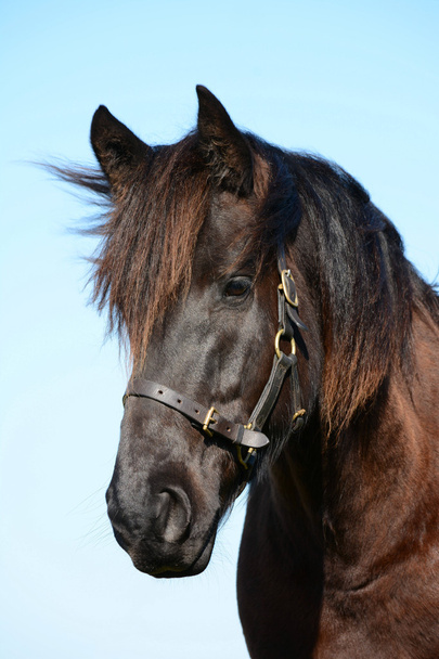 Fríský kůň portrét - Fotografie, Obrázek