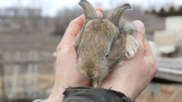 ein kleines neugeborenes Kaninchen in den Händen eines männlichen Bauern auf der Außenseite - Filmmaterial, Video