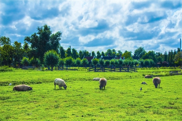 Pâturage des moutons dans les champs
 - Photo, image