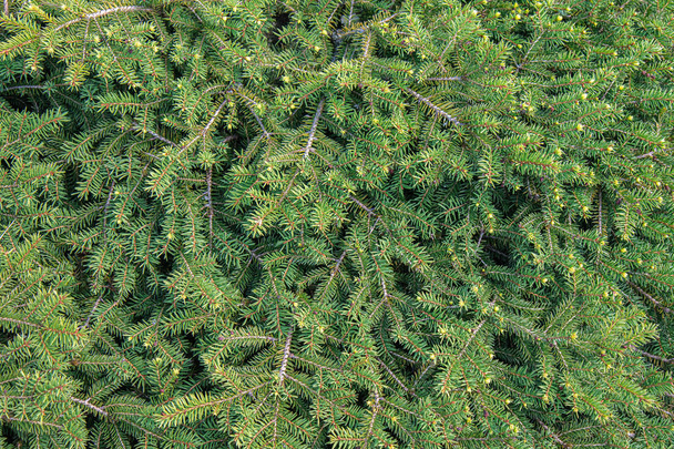 Φυσική υφή ή φόντο των δέντρων χριστουγεννιάτικου δέντρου με φωτεινές χοντρές βελόνες κωνοφόρων - Φωτογραφία, εικόνα