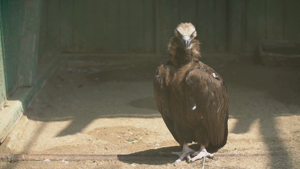vautour se tient sur le sol
 - Séquence, vidéo