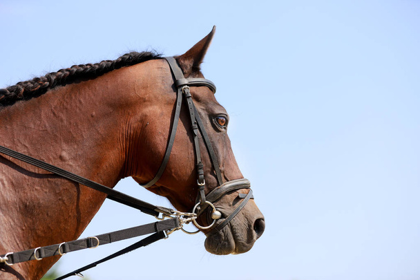 Nuori terve puhdasrotuinen hevonen nauttii kesäauringosta sinisen taivaan taustalla
 - Valokuva, kuva