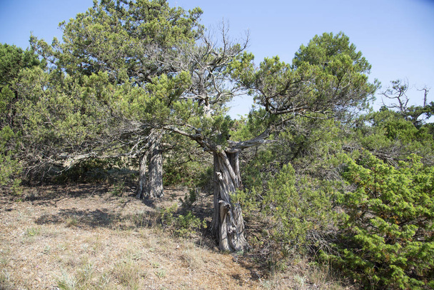 Pine on a rocky seashore of Black sea - Фото, зображення