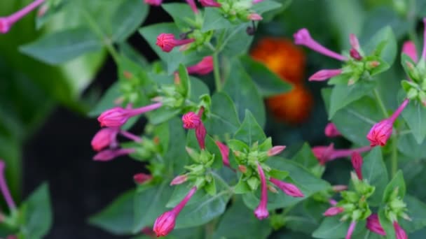 Mirabilis Jalapa, zázrak Peru nebo čtyřhodinový květ, je nejobvyklejší okrasný druh továrny mirabilis a je k dostání v různých barvách. - Záběry, video