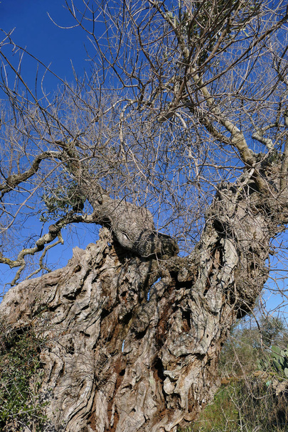 Olivi malati di xylella nel Salento, Puglia meridionale - Foto, immagini