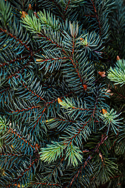 Christmas fir tree branches background.  Festive Xmas border of  - Fotografie, Obrázek