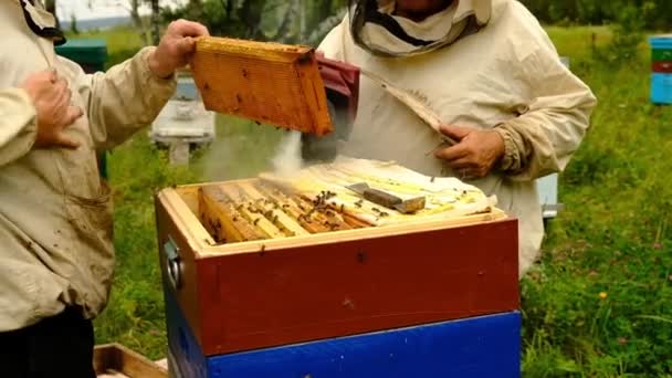 câmara lenta. Apicultor a colher mel. apicultor segurando um favo de mel cheio de abelhas. vestuário de trabalho de proteção que inspeciona o quadro do favo de mel no apiário
. - Filmagem, Vídeo