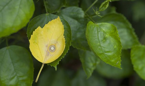 Παλιά φύλλα ιβίσκου στο κλαδί άλλαξαν σε κίτρινο  - Φωτογραφία, εικόνα