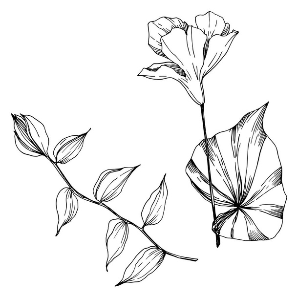 Vector tropikalne kwiaty i liście izolowane. Czarno-biała grawerowana sztuka atramentu. Element ilustracji roślinnych na białym tle. - Wektor, obraz