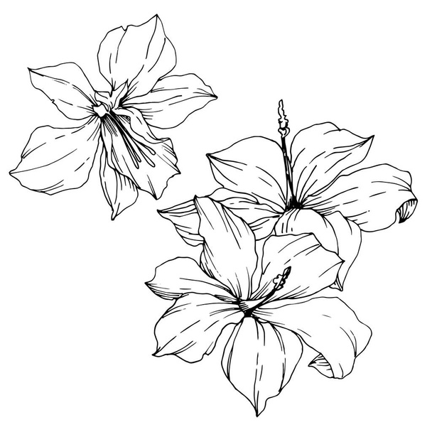 Vektor tropische Blüten und Blätter isoliert. Schwarz-weiß gestochene Tuschekunst. isolierte Anlage Illustrationselement. - Vektor, Bild