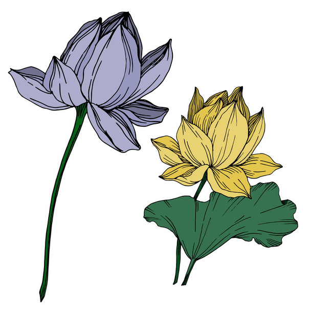 Vector Lotus floral botanical flowers. Black and white engraved ink art. Isolated lotus illustration element. - Вектор,изображение