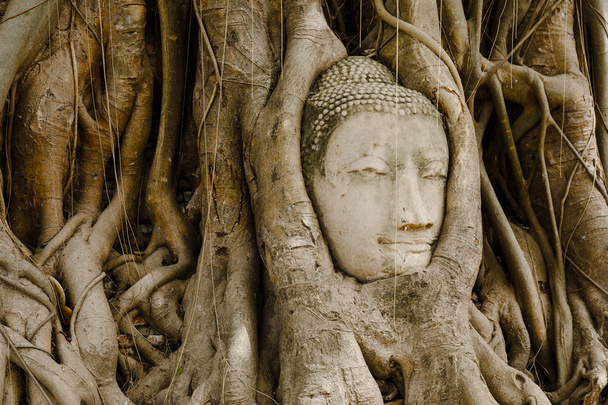 Old tree with buddha head in Ayutthaya - Photo, Image
