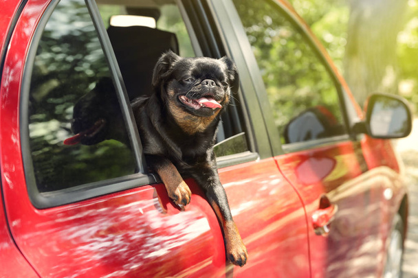 Cute Petit Brabancon dog leaning out of car window on summer day - Fotó, kép