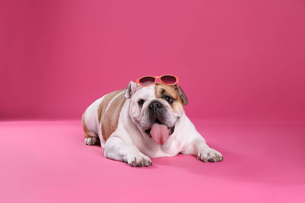 Adorable English bulldog with sunglasses on pink background - 写真・画像