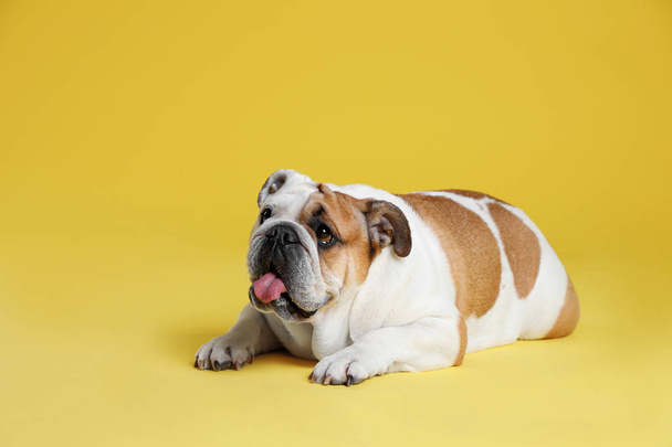 Adorable funny English bulldog on yellow background - Valokuva, kuva