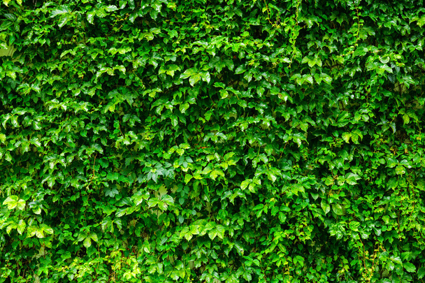 Mur végétal vert
 - Photo, image