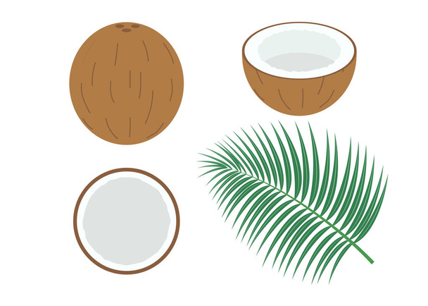 Vector illustration of set fresh coconut isolated on white background - Vector, Image
