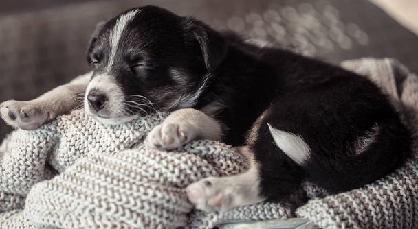 Kleine schattige puppy liggend met een trui. - Foto, afbeelding