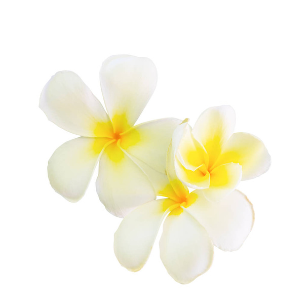 Φτέρρα λουλουδιών απομονωμένος σε λευκό φόντο  - Φωτογραφία, εικόνα