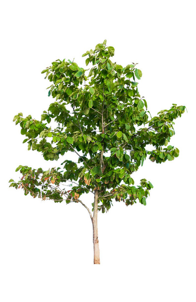 boom teak en blad mooi geïsoleerd op witte achtergrond - Foto, afbeelding