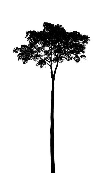 silhuetas árvore bonita isolado no fundo branco
 - Foto, Imagem