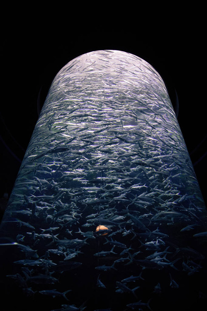 das große Aquarium im Ocean Park, Hongkong - Foto, Bild
