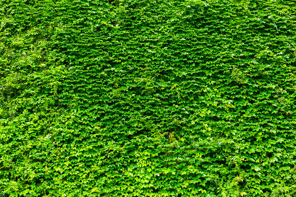 grüne Pflanzenmauer - Foto, Bild