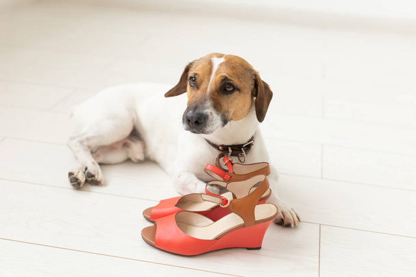 Ο μικρός χαριτωμένος σκύλος Τζακ Ράσελ τεριέ βρίσκεται δίπλα στα κόκκινα παπούτσια του. Η έννοια των πιστών ζώων συντροφιάς. - Φωτογραφία, εικόνα