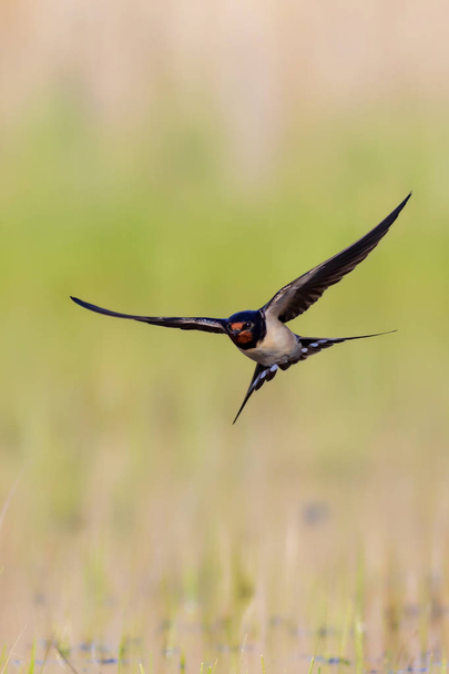 Flying swallow. Yellow nature background. Barn Swallow. Hirundo rustica. - Photo, Image