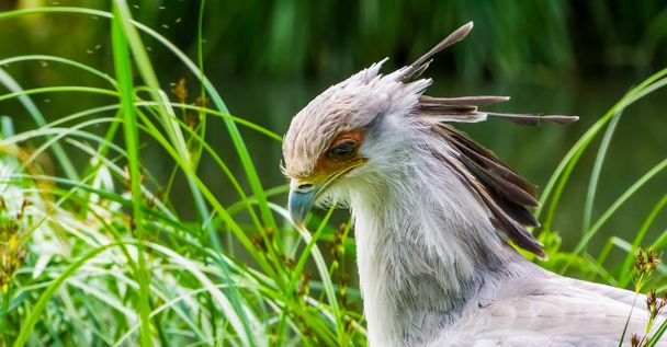 secretary bird face in closeup, vulnerable animal specie from Africa - Photo, Image