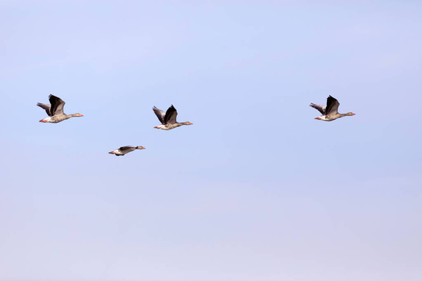 Flying Goose. Blue sky background. Greylag Goose Anser anser. - Foto, afbeelding