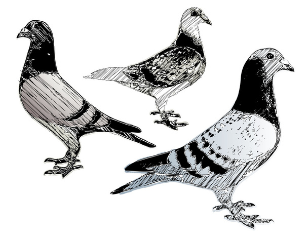 Pigeons trio - Vector, Image