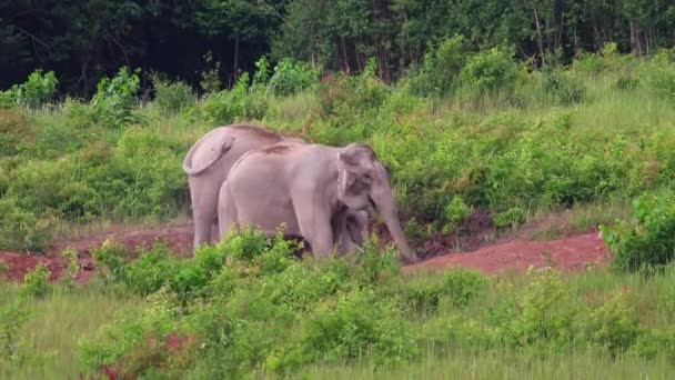 Wild elephant herds are enjoying eating salt licks in Khao Yai National Park. - Footage, Video