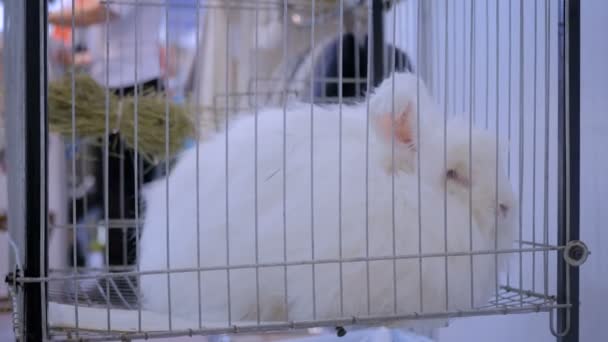 Fluffy λευκό κουνέλι Angora στο κλουβί σε έκθεση γεωργικών ζώων, την αγορά - Πλάνα, βίντεο