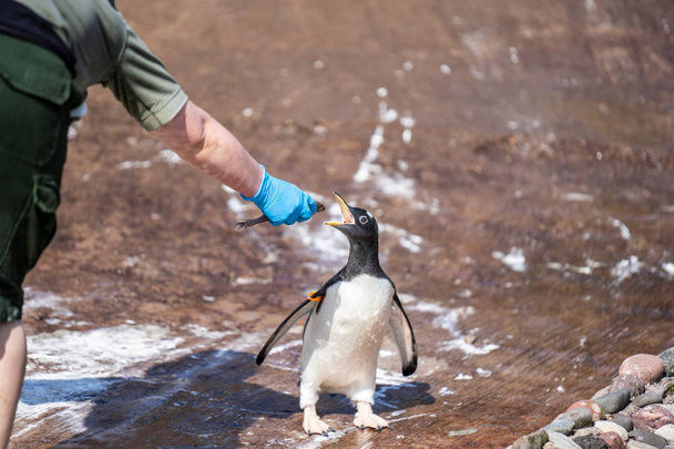 The woman feeds penguins.The gentoo penguin Pygoscelis papua is a penguin species in the genus Pygoscelis - Photo, Image