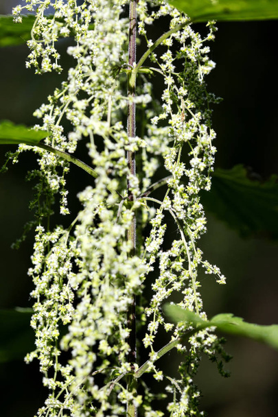 Vadon élő virág makró háttér finom művészet kiváló minőségű nyomatok termékek 50 megapixeles Urtica dioica család Csalánfélék közös csalán - Fotó, kép