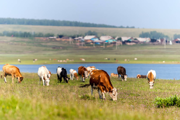 牛は湖のそばの緑の草原で放牧する。湖の向こうには村がある。家畜の養殖。未来の牛乳最初の牛の選択的な焦点. - 写真・画像