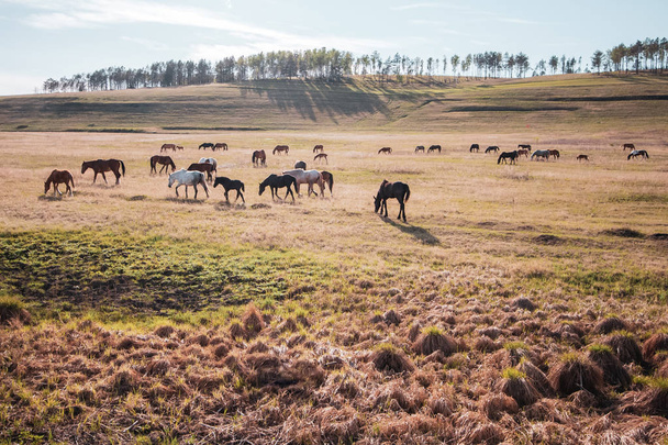 A large herd of horses graze in the meadow in the sun. The horses are black, white and brown. Many horses. Away from the hills with trees. - Photo, image