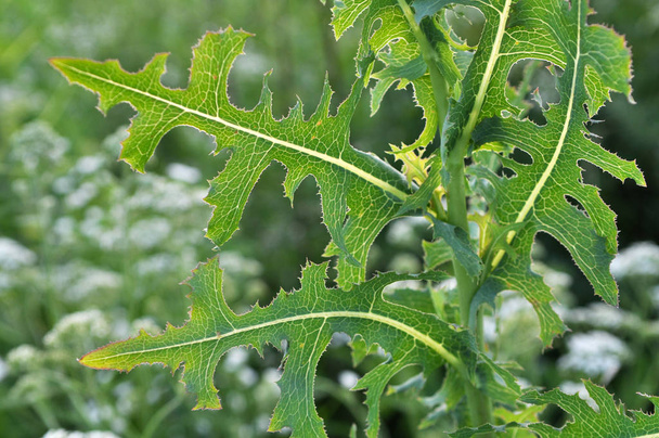 Het groeit in de natuur Lactuca serriola - Foto, afbeelding