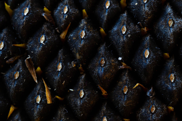 Sunflower seeds in a sunflower. Macro, background. Texture. - Foto, immagini
