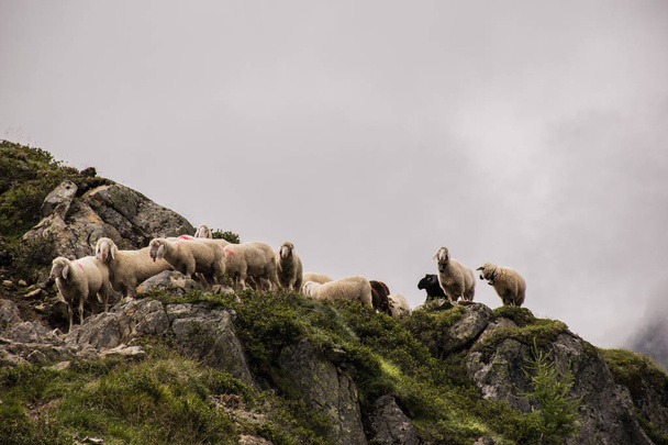 sheep graze in Tyrol one - Foto, Imagem