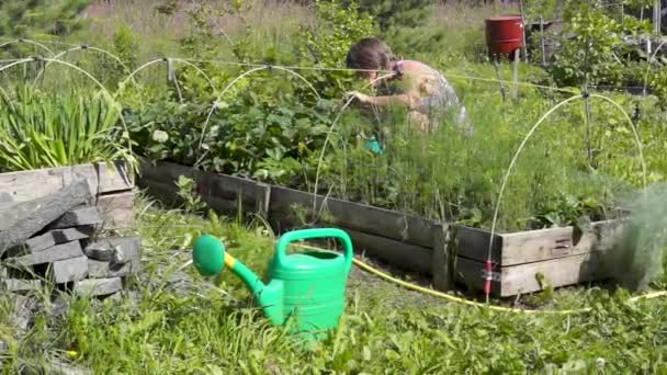 Mujer de la tercera edad es la jardinería en el jardín en casa de campo de verano
 - Imágenes, Vídeo