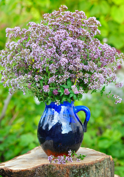 Beau bouquet d'origan frais (Origanum vulgare) en plein air
 - Photo, image