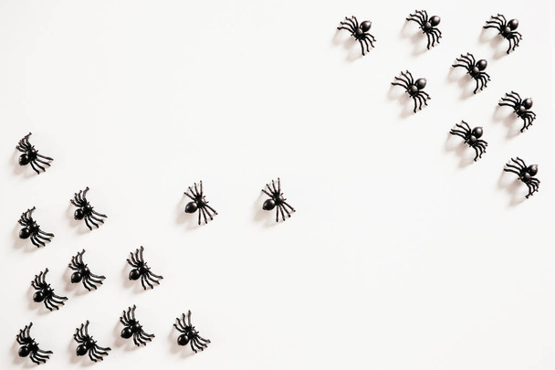 Black spiders on a white background. - 写真・画像