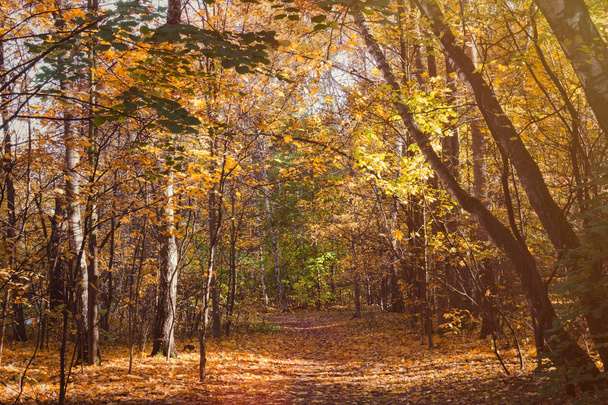 Path in autumn forest in sunny day. Fall nature. Selective focus - 写真・画像