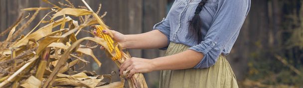 Vintage portret van een sexy meisje met maïs, concept van landelijke oogsten. Horizontaal getinte banner. - Foto, afbeelding
