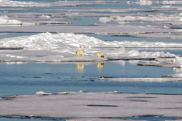 カナダ北部の北極の氷パックエッジで2匹のクマの子を持つ雌のホッキョクグマ. - 写真・画像